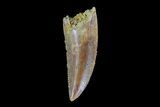 Serrated, Raptor Tooth - Morocco #73291-1